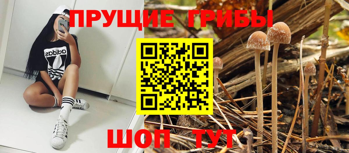 Псилоцибиновые грибы Psilocybe Сальск